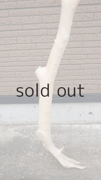 画像2: 幹流木 (2)