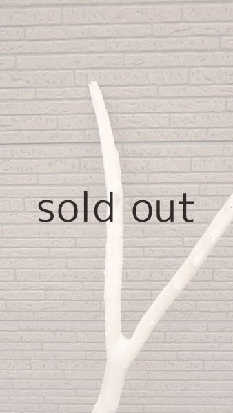 画像3: 幹流木 (3)