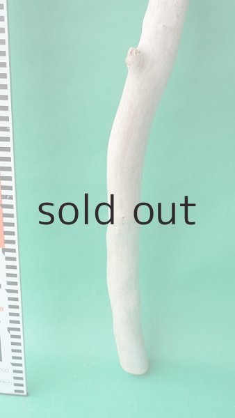 画像5: 枝流木 (5)