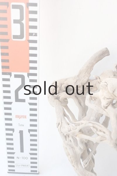 画像7: 流木根 (7)