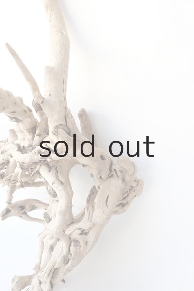 画像5: 流木根 (5)