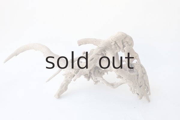 画像11: 流木根 (11)