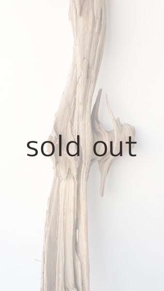 画像3: 変形流木 (3)