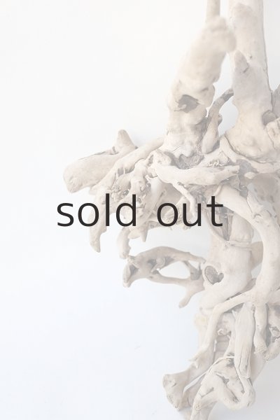 画像3: 流木根 (3)