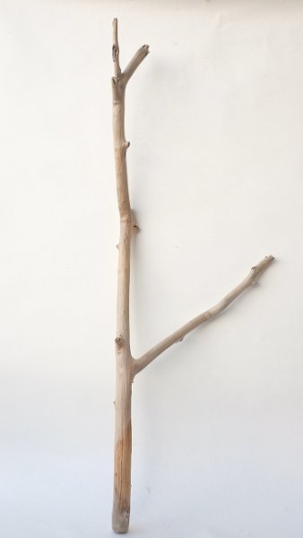 画像1: 枝流木 (1)