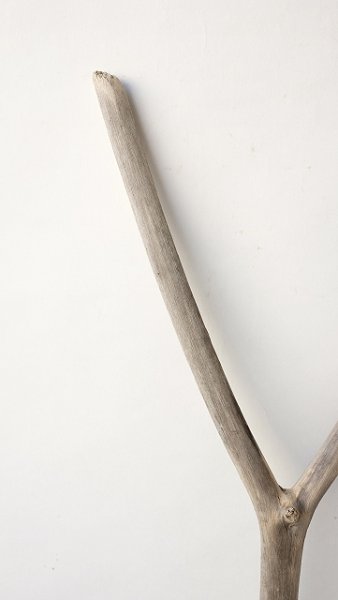 画像4: 枝流木 (4)