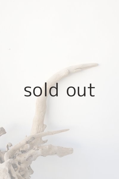 画像6: 流木根 (6)