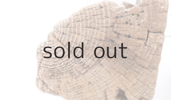 画像8: 中型　変形 (8)