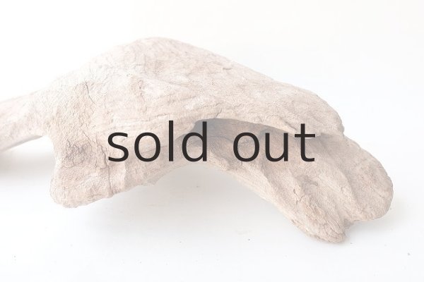 画像5: 変形流木 (5)