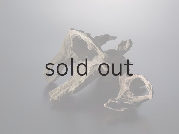 画像5: 変形流木 (5)