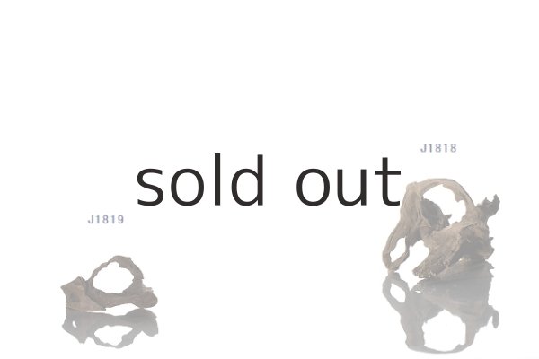 画像2: 変形流木 (2)