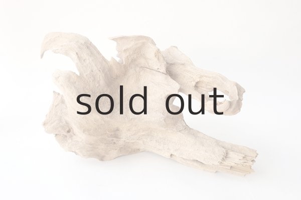 画像8: 変形流木・2019-2020シーズントップ使用流木 (8)