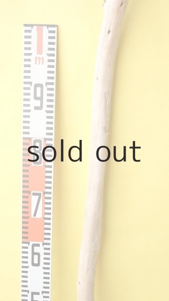 画像6: 棒流木 (6)