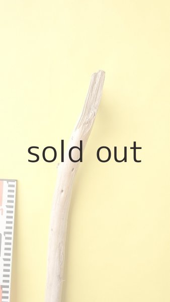 画像7: 棒流木 (7)