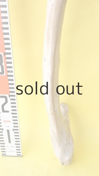 画像5: 棒流木 (5)