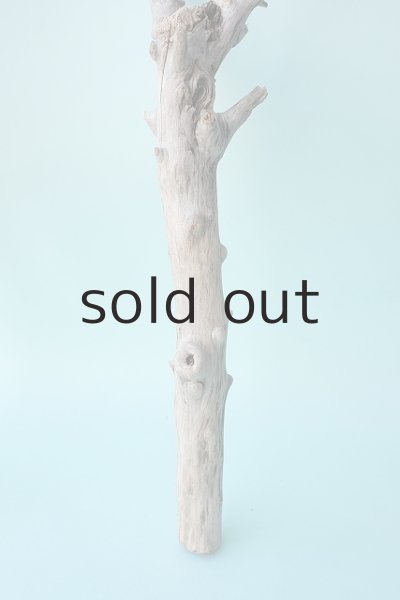 画像5: 枝流木 (5)