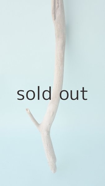 画像2: 枝流木 (2)