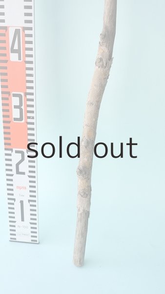 画像7: 枝流木 (7)