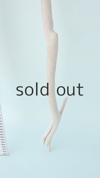 画像5: 枝流木 (5)