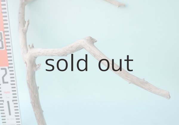 画像5: 枝流木 (5)