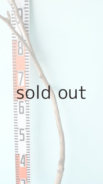 画像8: 枝流木 (8)