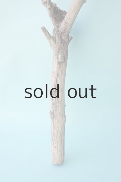 画像2: 枝流木 (2)