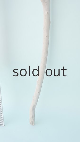 画像5: 枝流木 (5)