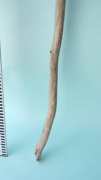 画像5: 枝流木 (5)