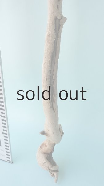 画像5: 枝流木 (5)