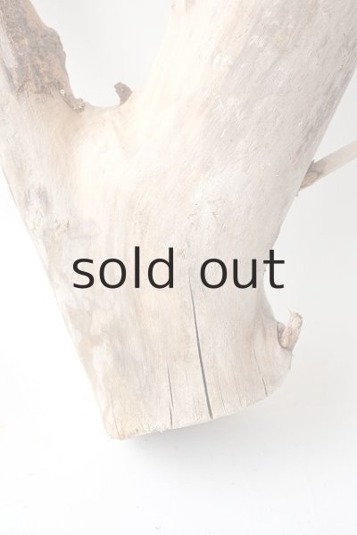 画像5: 変形流木 (5)