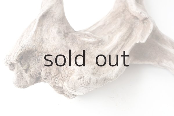 画像9: 変形流木 (9)