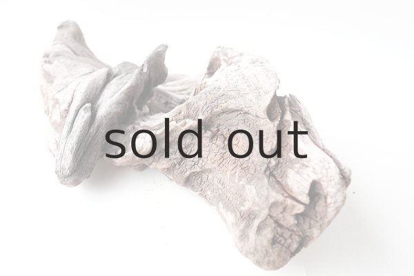 画像9: 変形流木 (9)