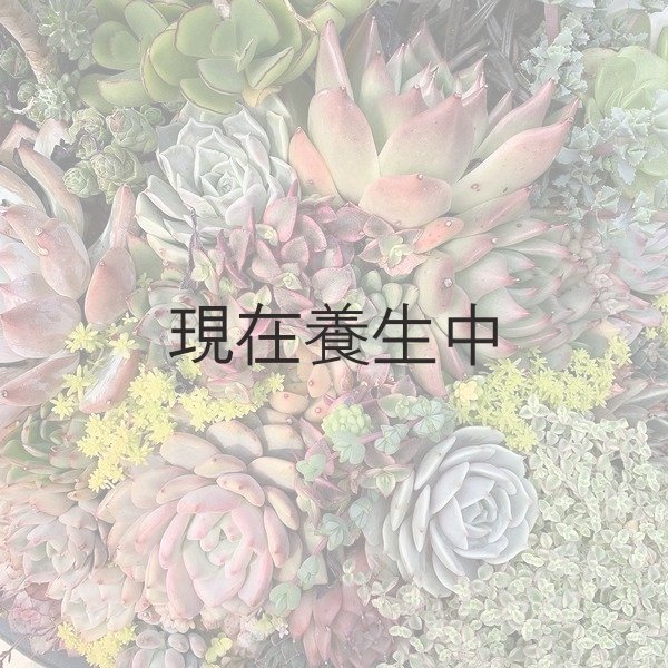 画像2: 多肉植物オリジナルアソートPP・20個詰め合せ (2)