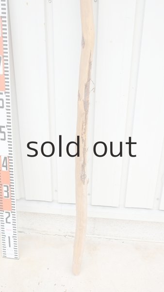 画像5: 棒流木・長尺 (5)