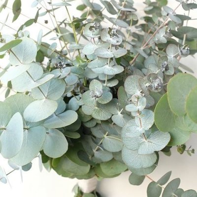 画像3: Dry plants for decor ユーカリシンプルスワッグ（壁掛けタイプ）