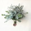 画像1: Dry plants for decor ユーカリシンプルスワッグ（壁掛けタイプ） (1)