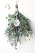 画像1: Dry plants for decor ユーカリ2種シンプルスワッグ (1)