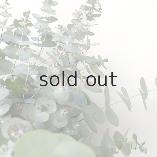 画像3: Dry plants for decor ユーカリシンプルスワッグ(壁掛けタイプ) (3)