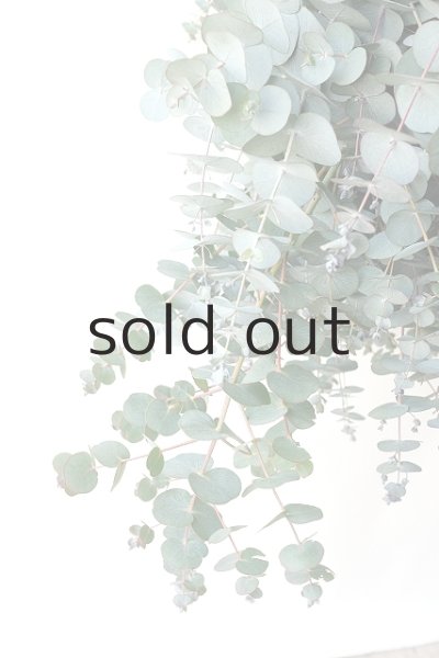 画像4: Dry plants for decor ユーカリ+ゴールドスティックシンプルスワッグ (4)