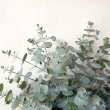 画像2: Dry plants for decor ユーカリシンプルスワッグ（壁掛けタイプ） (2)