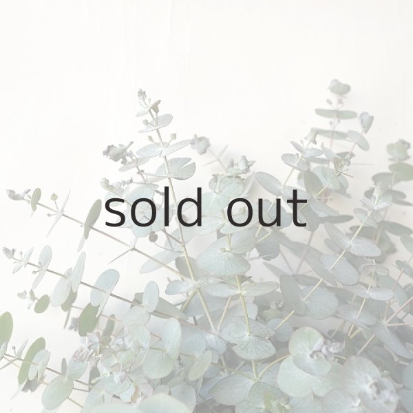 画像2: Dry plants for decor ユーカリシンプルスワッグ(壁掛けタイプ) (2)