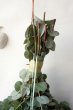 画像2: Dry plants for decor 銀丸葉ユーカリシンプルスワッグ (2)