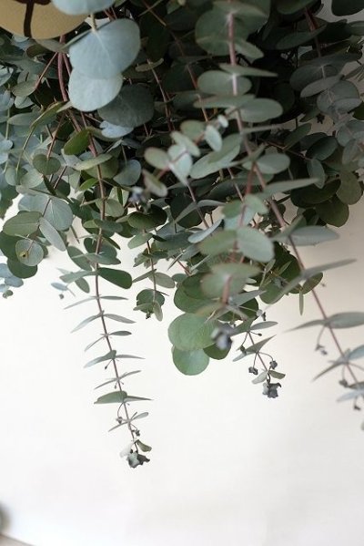 画像1: Dry plants for decor 銀丸葉ユーカリシンプルスワッグ