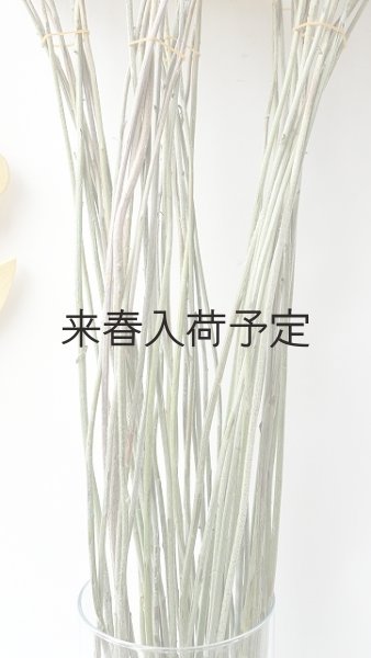 画像4: Dry plants for decor クラスペディア ・グロボーサ種 (4)