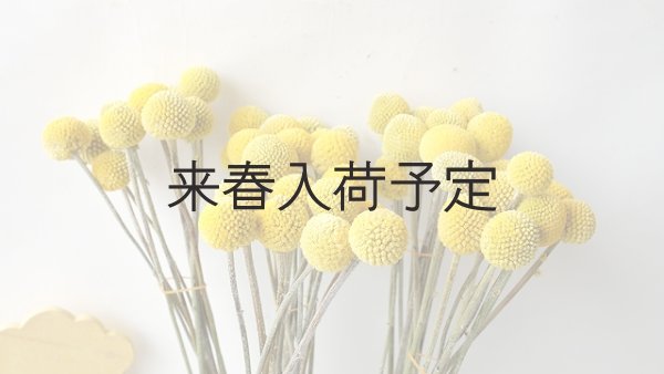 画像5: Dry plants for decor クラスペディア ・グロボーサ種 (5)