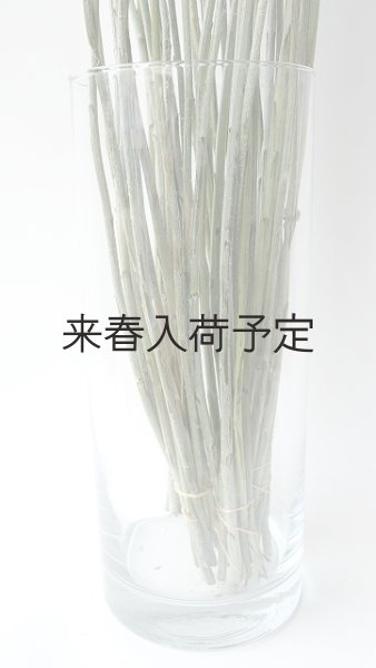 画像3: Dry plants for decor クラスペディア ・グロボーサ種 (3)