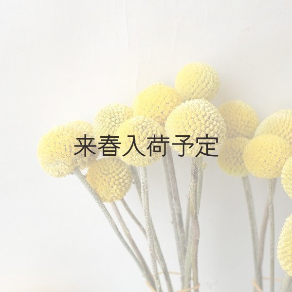 画像6: Dry plants for decor クラスペディア ・グロボーサ種 (6)