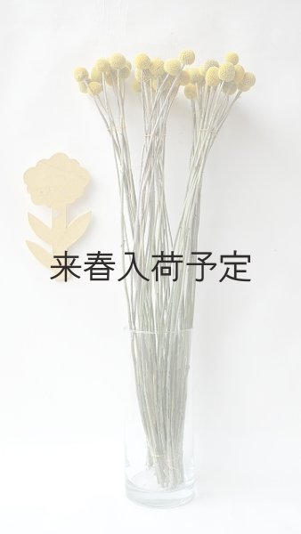 画像2: Dry plants for decor クラスペディア ・グロボーサ種 (2)