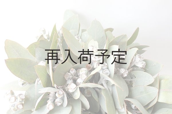 画像9: Dry plants for decor 乾燥ユーカリ・テトラゴナシルバー（実付き）Ｍサイズ (9)