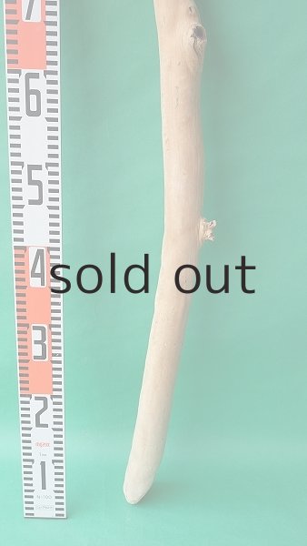 画像6: 棒流木 (6)